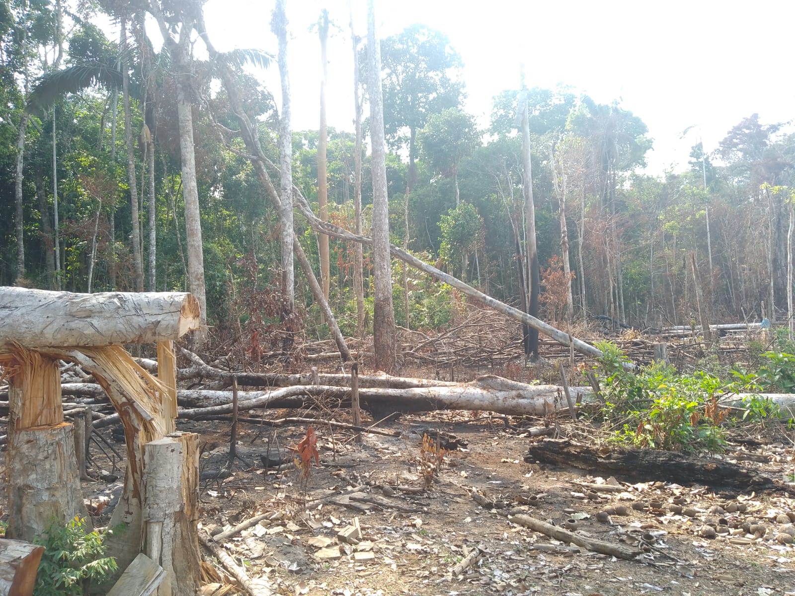 Na reserva Chico Mendes, no Acre, um retrato da destruição da Amazônia